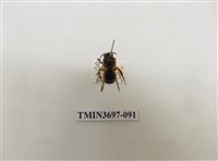 藏品(膜翅目(蜂))的圖片